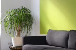 couch and plant
