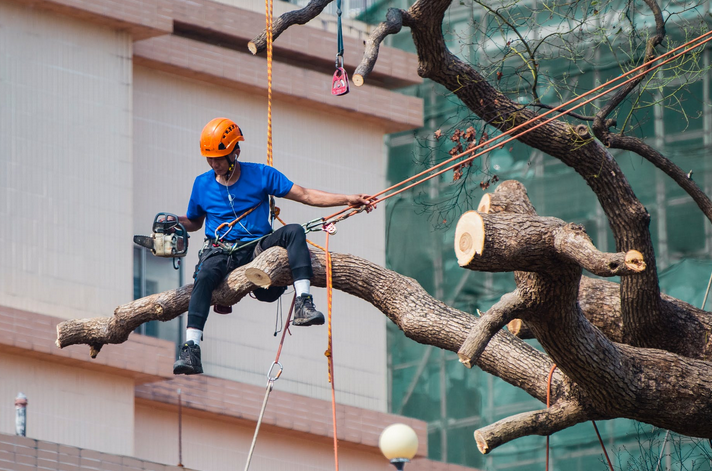 tree trimming